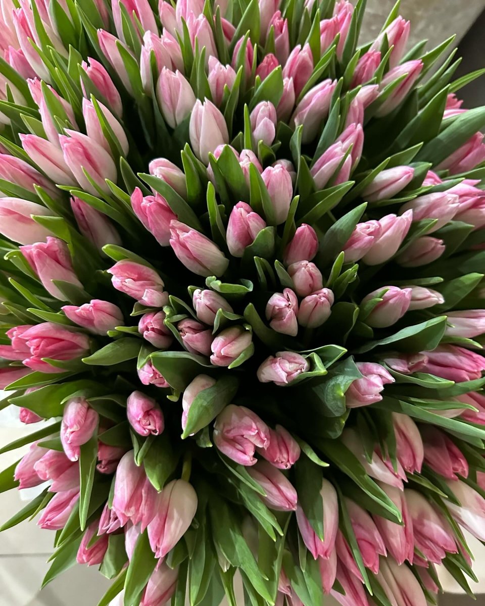 Fresh pink tulip bouquet with green leaves arranged in large bunch, multiple shades from pale to deep pink
