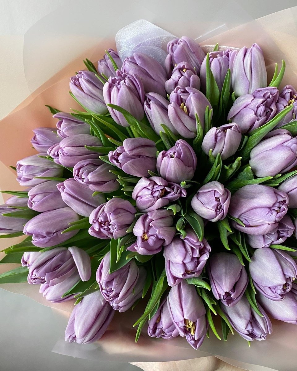 Large bouquet of 51 lavender purple tulips with green stems wrapped in soft pink and white tissue paper