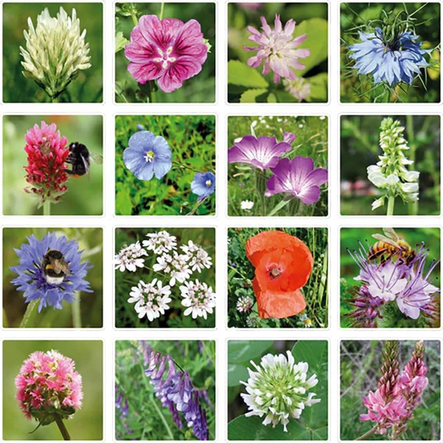 Egg Carton “It's Spring” – 6 Wildflower Seed Bombs Gift