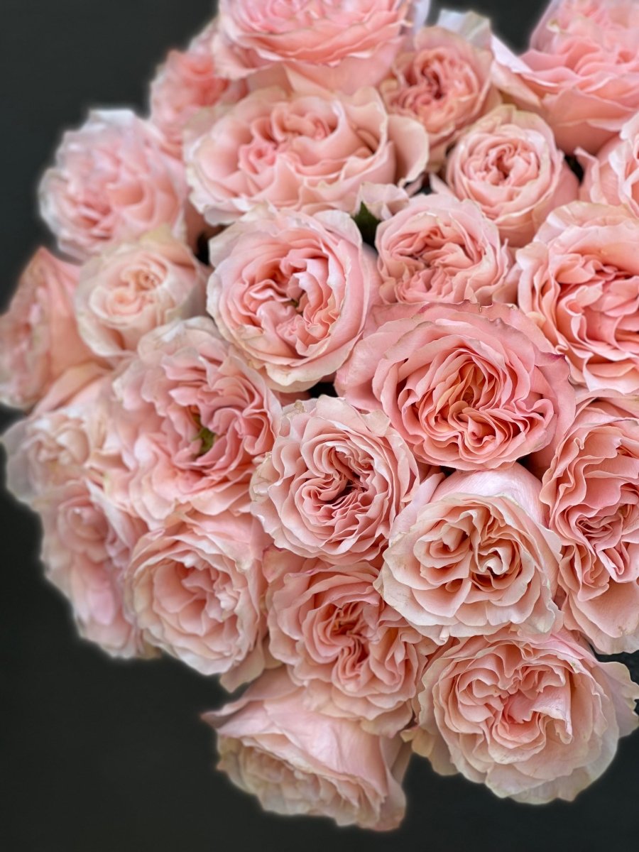 Princess Crown Garden Roses