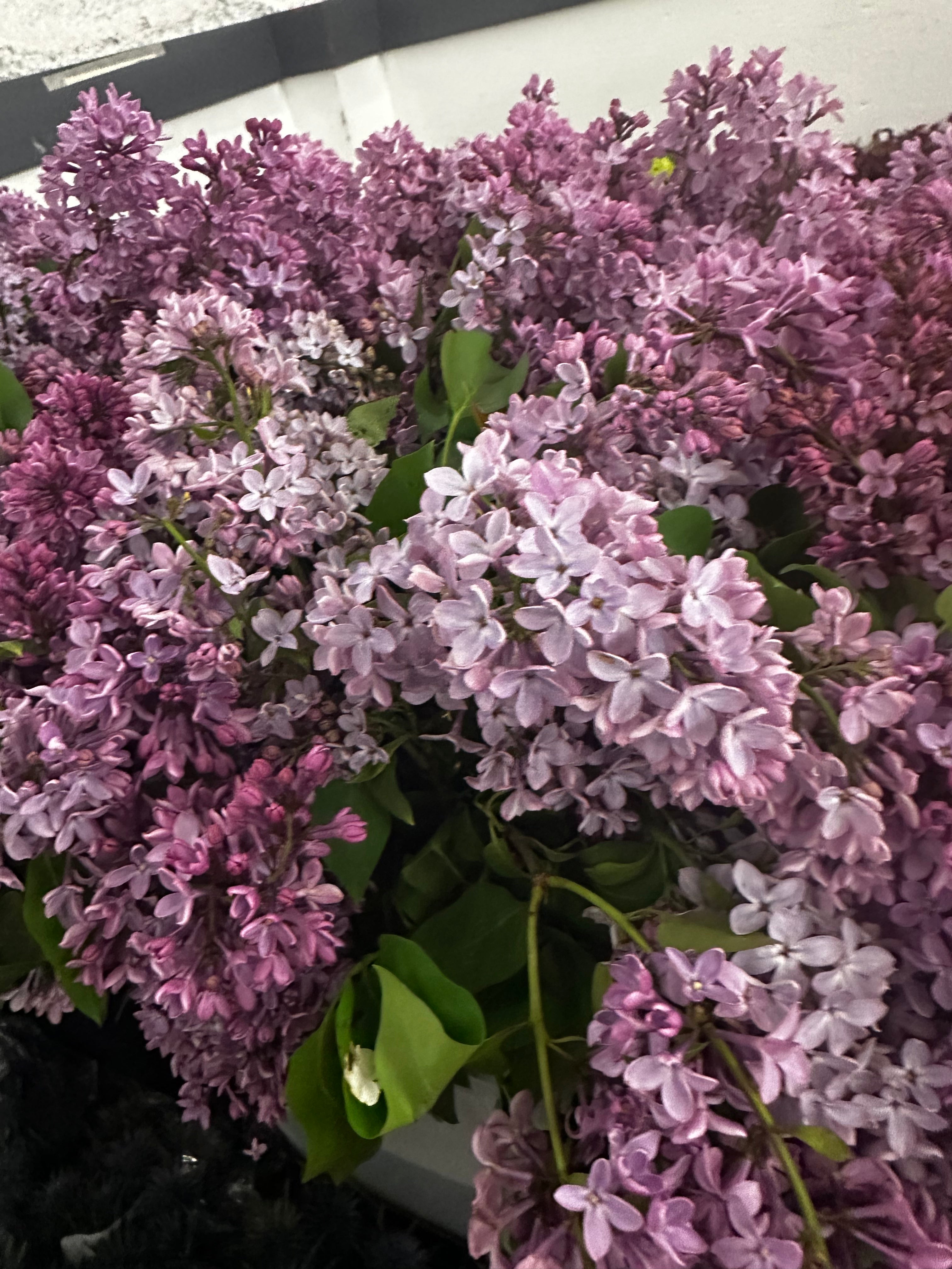 Spring Lilac Bouquet