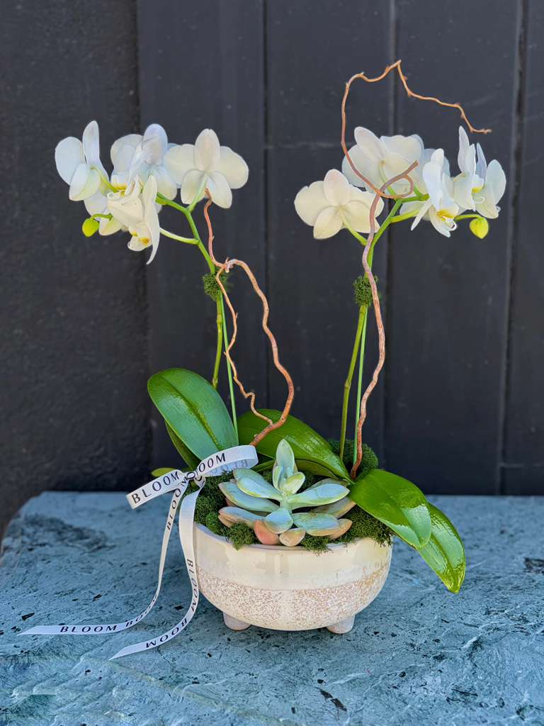 Twin Orchid & Succulent Bowl