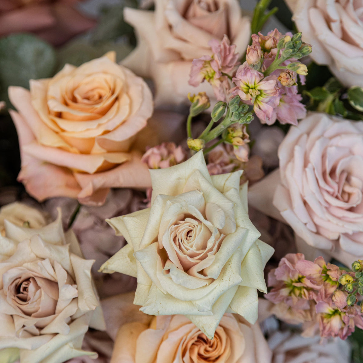 Soft blush pink and cream roses with lavender stock flowers in elegant pastel bouquet arrangement