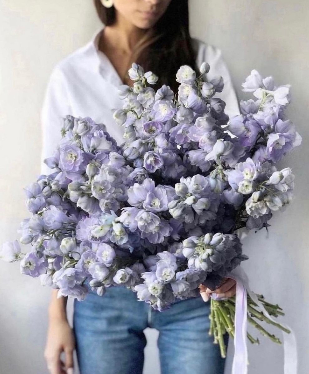 Large lavender purple delphinium bouquet with multiple flower spikes tied with ribbon, held by woman in white shirt