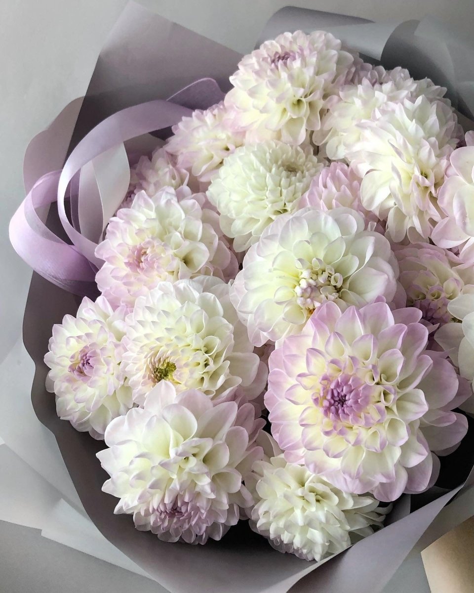 Bouquet of tender white and pink dahlias