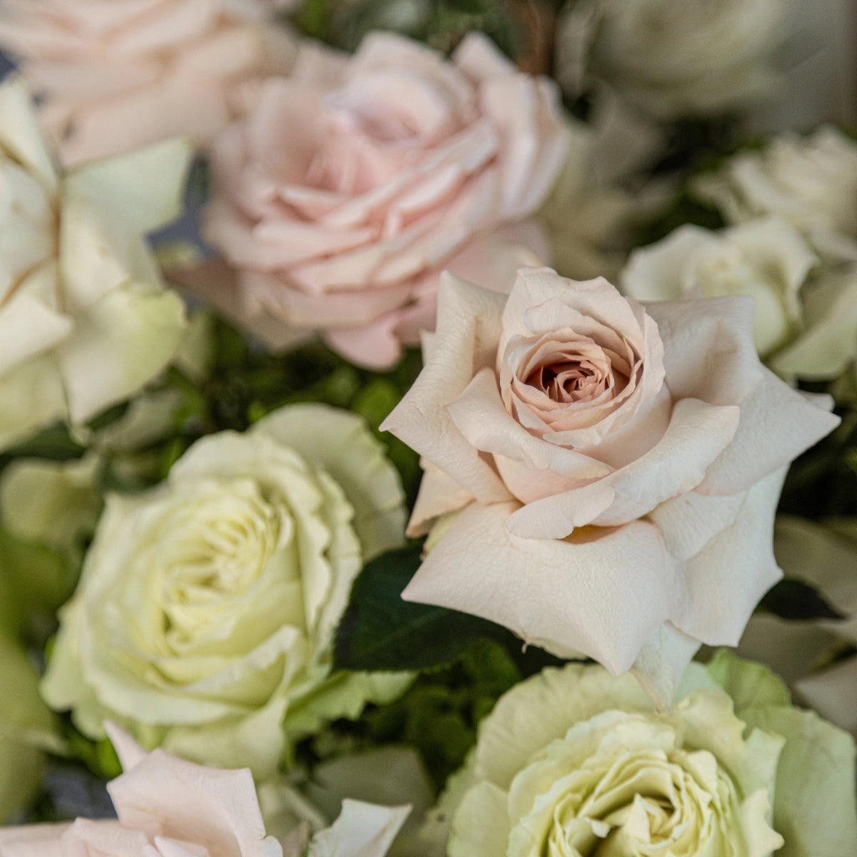 Soft pink and cream roses with white ranunculus flowers in elegant floral arrangement with green foliage