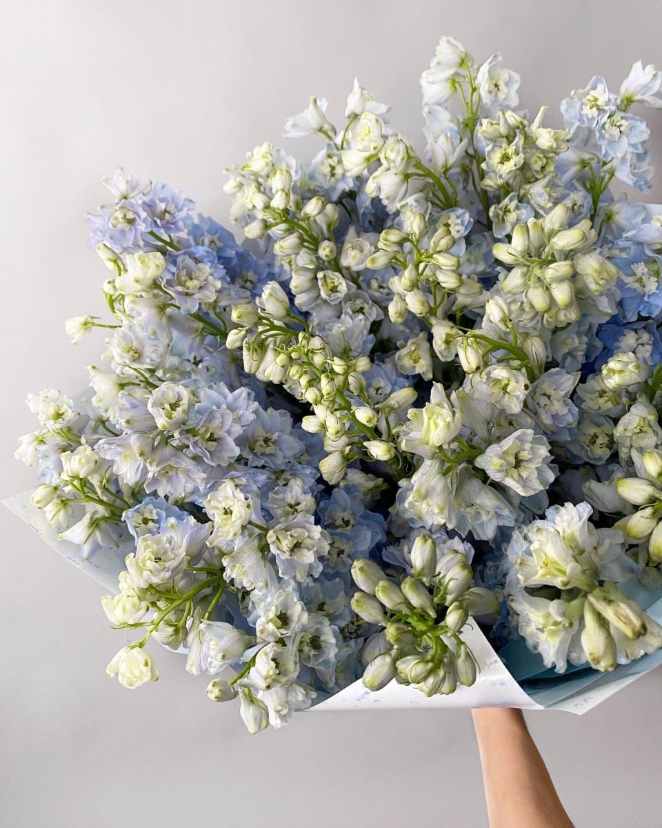 Fresh delphinium bouquet with white and pale blue ruffled flowers wrapped in white paper held by hand
