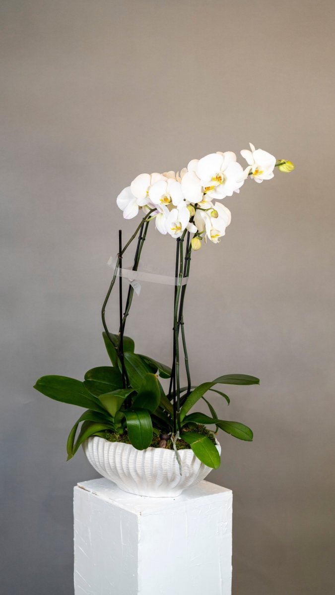 White phalaenopsis orchid with yellow centers in ribbed white ceramic pot on white pedestal against gray backdrop
