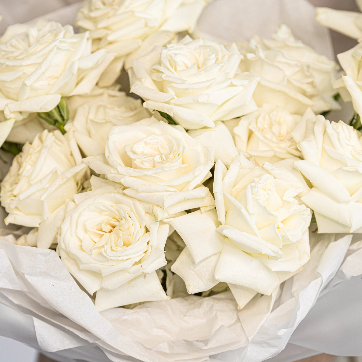 White Playa Blanca roses bouquet wrapped in cream paper with ribbon, fresh layered petals and green stems